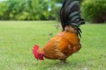 Hen Finding Some Feed Stock Photo