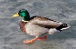 Isolated Photo Of A Mallard Walking On Ice Stock Photo