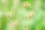 Blurred Nature Background Of Green Field Wth Bokeh Stock Photo