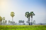 Asian Palmyra Palm ,sugar Palm Tree Surrounded With  Rice Field Stock Photo