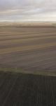 Cotton Field In The Countryside Stock Photo