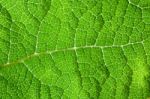 Green Leaf Macro Background Stock Photo