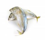 Mackerel Fish Isolated On The White Background Stock Photo