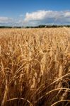 Wheat Field Stock Photo