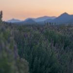 Beautiful Deep Purple Lavender Plants In Nature Stock Photo