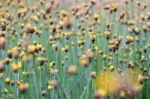 
Xyridaceae Full Bloom Yellow Fields. Look Naturally Beautiful Stock Photo