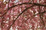 Cherryblossom Background Stock Photo