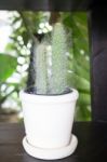 Mini Cactus In White Pot Stock Photo