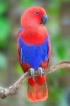 Female Eclectus Parrot Stock Photo