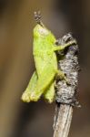 Green Grasshopper (pezotettix Giornae) Stock Photo