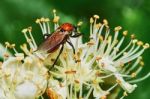 Beetle On A Flowering Ash Stock Photo