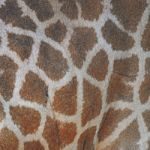 Giraffe Skin Stock Photo