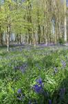 Bluebell Wood Stock Photo