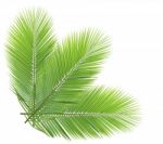 Green Coconut Leaves Isolated On White Background Stock Photo