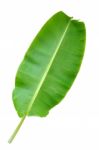 Banana Leaf Stock Photo