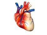 Human Heart Stock Photo