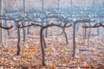 Malbec Grapes Harvested In Late Autumn, Mendoza, Argentina Stock Photo