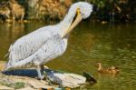 Beautiful Pelican And Turtle Stock Photo