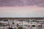 Lake Of Red Lotus At Udonthani Thailand (unseen In Thailand) Stock Photo