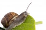 Snail On White Stock Photo