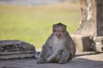 Long-tailed Macaque Monkey Sitting On Ancient Ruins Of Angkor Wa Stock Photo