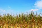 Grass With The Blue Sky Stock Photo