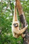 Gibbon (hylobates Lar) Climb Tree In Forest ,chiangrai ,thailand Stock Photo