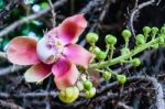 Cannonball Flower Or Sal Flower Stock Photo