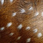 Spotted Deer Skin Stock Photo