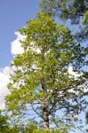 Large Trees In Spring Stock Photo