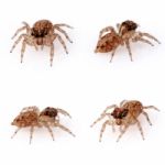 Jumping Spiders Stock Photo