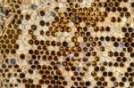 Honeycomb Stock Photo