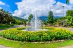 Fountain In The Marigold Flower  Garden Stock Photo