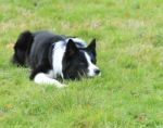 Collie Dog Stalking Stock Photo