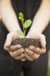 Hands Holding Seedleng Stock Photo