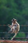 Little Monkey Climbing On Steel Fence Against Blurry Background Stock Photo