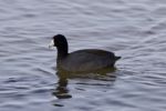 Beautiful Picture With Funny Weird American Coot In The Lake Stock Photo