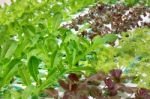 Hydroponics Vegetable Farm Stock Photo