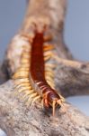 Centipede Stock Photo