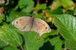 Meadow Brown Butterfly (maniola Jurtina) Stock Photo