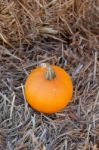 Pumpkins On Pumpkin Patch Stock Photo