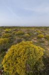 Landscape With Ulex Densus Shrubs Stock Photo