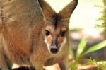 Wallaby Stock Photo