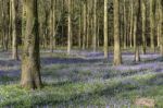 Bluebells In Wepham Wood Stock Photo