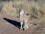 Cheetah In Namibia Stock Photo