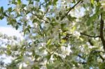 The Blooming Of Apple Trees Stock Photo