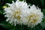 Magnificent Pair White Dahlias On Display At Butchart Gardens Stock Photo