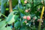 Red Unripe Mulberries On The Branch Stock Photo