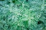 Green Fern Leaves Texture Stock Photo