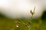 
Dew On The Grass Bright Island Beautiful Background Blur Cool Stock Photo